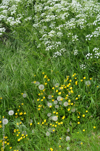 Umbellifers On Spring Meadow
