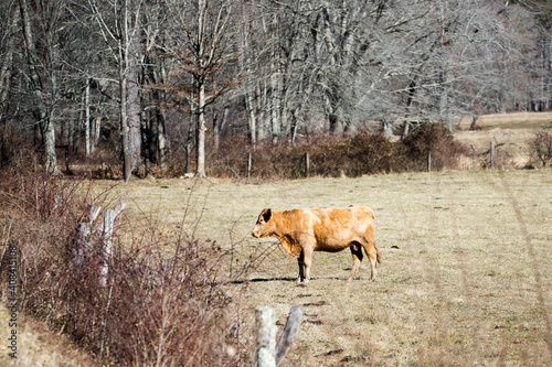 A female red cow standing in a field in the winter. Trees in the background and a fence in the foreground.