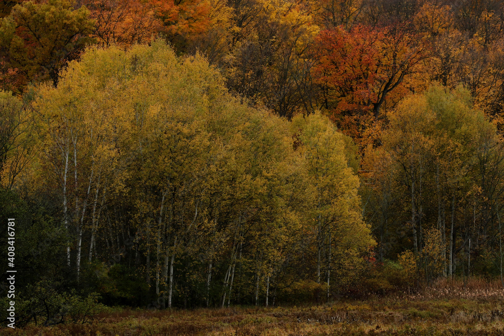 Bright yellow birch tree leaves, shot in autumn in Cambridge, Ontario, Canada. Bright yellow birch tree leaves, shot in autumn in Cambridge, Ontario, Canada.