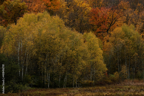 Bright yellow birch tree leaves  shot in autumn in Cambridge  Ontario  Canada.