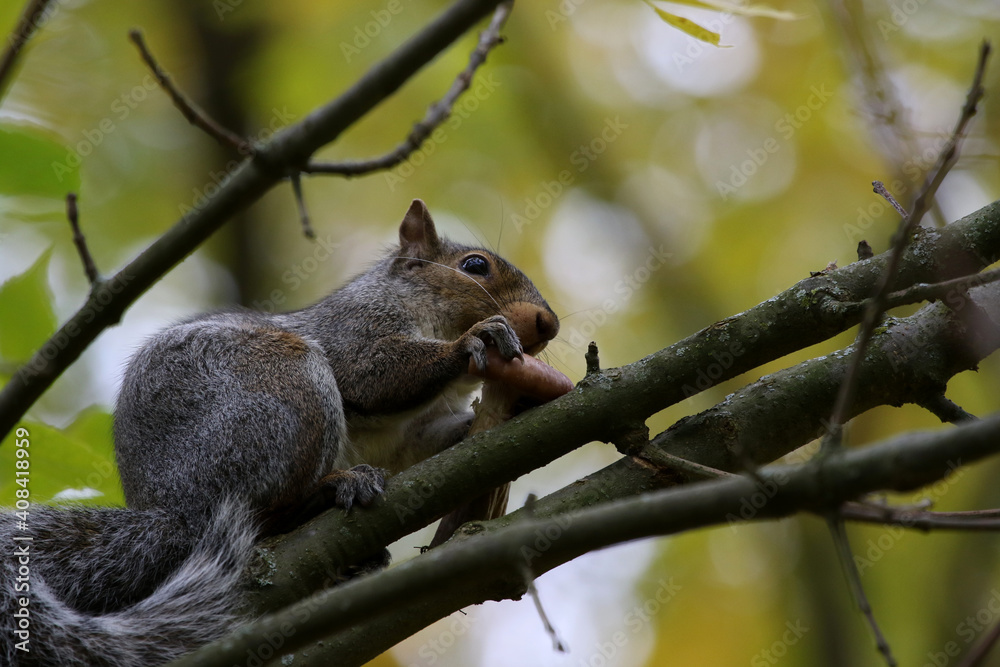 An Eastern Gray Squirrel (Sciurus carolinensis) eating a mushroom sitting in a branch. An Eastern Gray Squirrel (Sciurus carolinensis) eating a mushroom sitting in a branch.