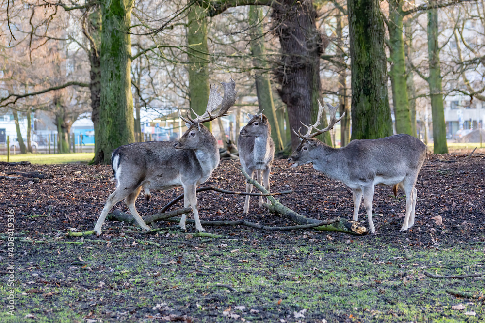 European fallow deer in winter in the park of the city of Den Haag. Netherlands European fallow deer in winter in the park of the city of Den Haag. Netherlands