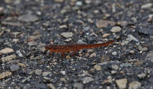 A Red-Spotted Newt (Notophthalmus viridescens) walking on pavement. Shot in Waterloo, Ontario, Canada.