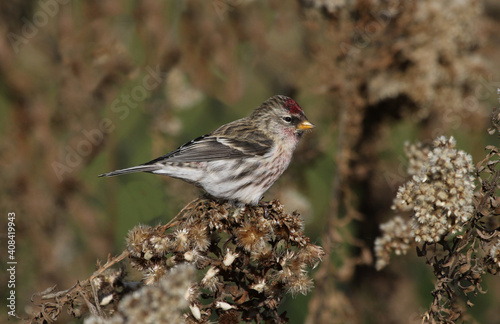 A Common Redpoll (Acanthis flammea) feeding on seeds.  Shot in Waterloo, Ontario, Canada. photo