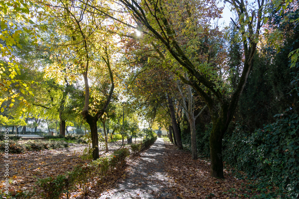 Beautiful path surrounded by trees and fallen autumn leaves in the city. Beautiful path surrounded by trees and fallen autumn leaves in the city.