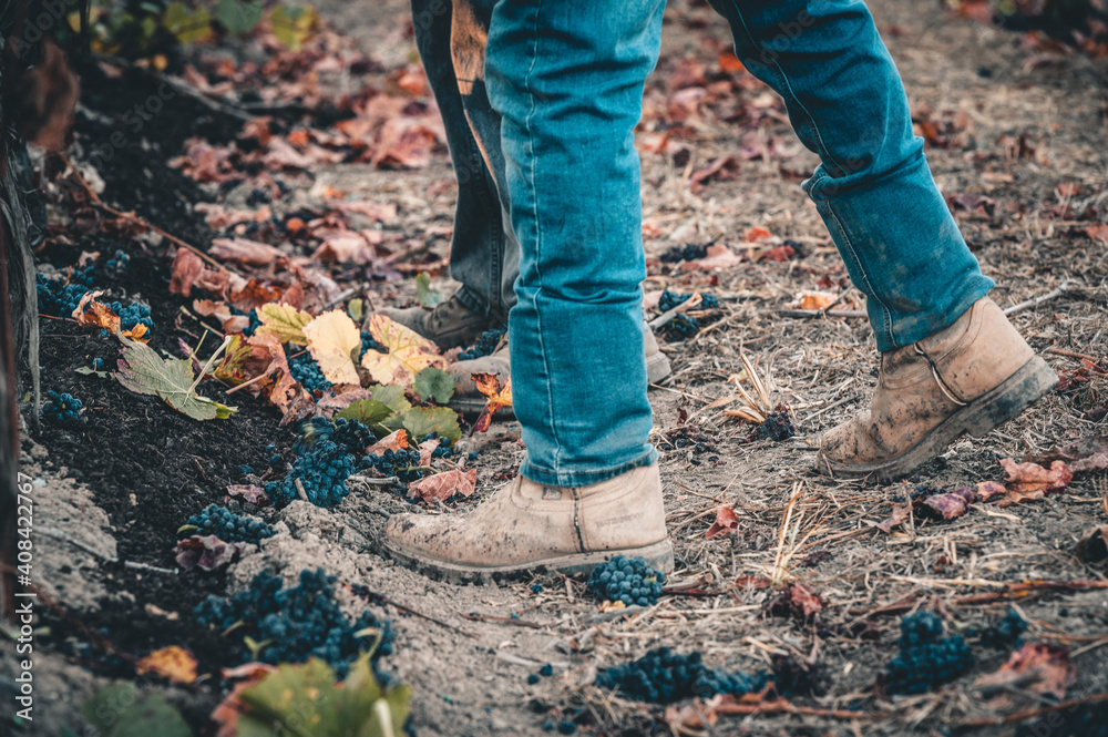 Harvest boots in a vineyard Harvest boots in a vineyard