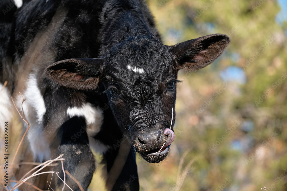 Black beef calf making funny face close up. Black beef calf making funny face close up.