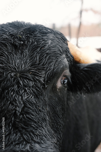 Curious young bull close up with wet hair on face from winter precipitation.