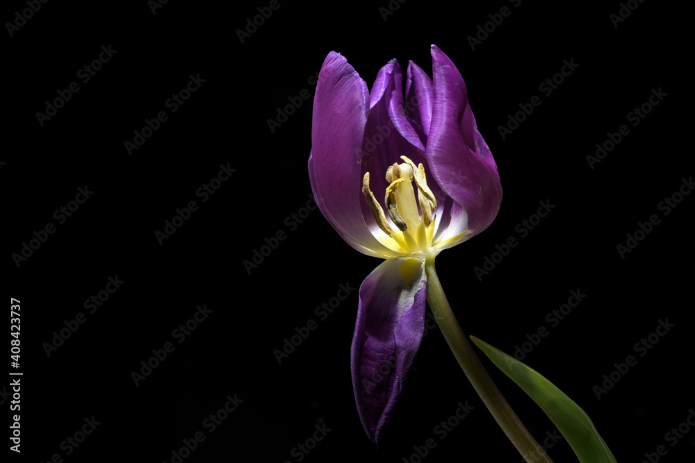 Purple tulip flower with visible yellow stamen and pistil isolated on a black background, copy space