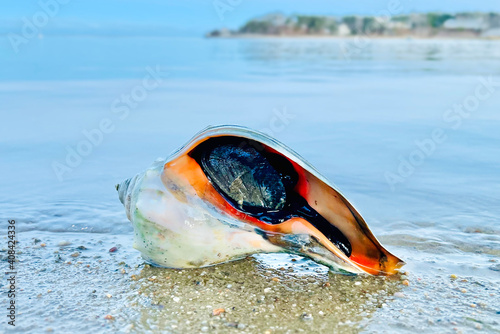 Фотография Knobbed Whelk Alive