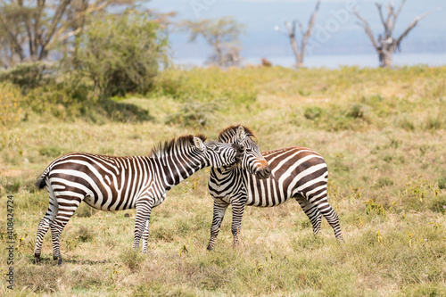 zebra couple playing in beautiful light  beautiful natural pattern and intense colours 