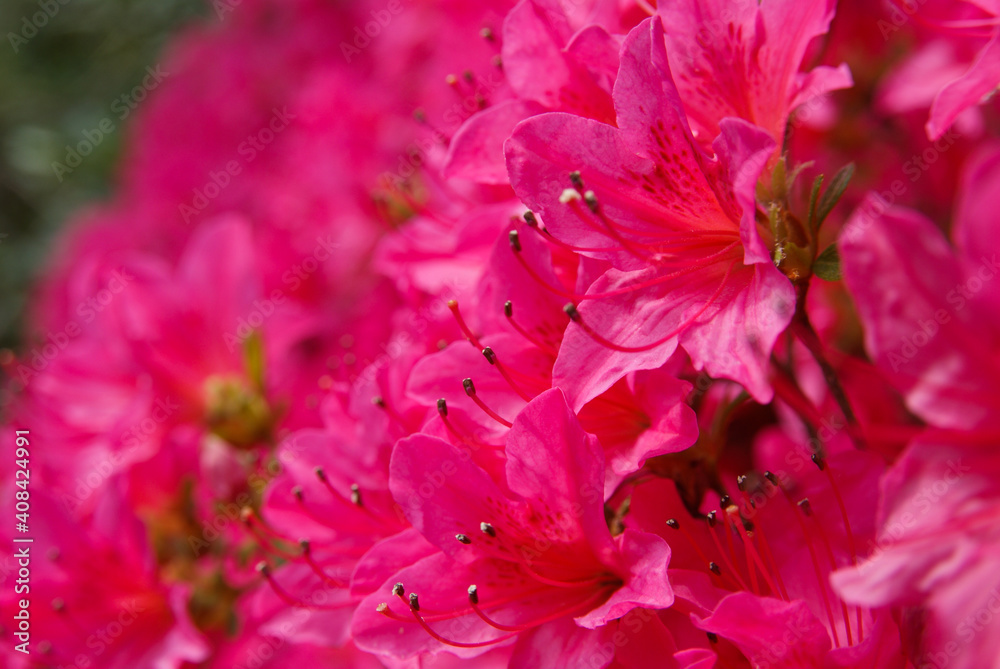 Pink Flowers Close Up Pink Flowers Close Up