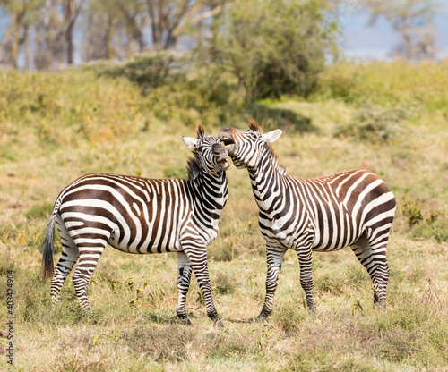 zebra couple playing in beautiful light  beautiful natural pattern and intense colours 