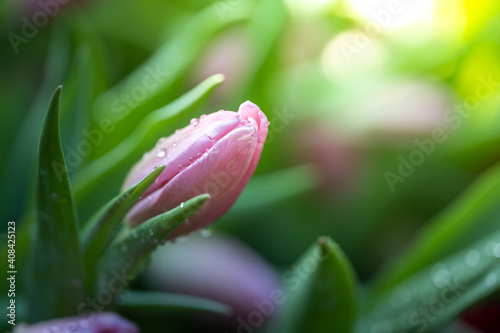 Beautiful bouquet of tulips. colorful tulips. nature background