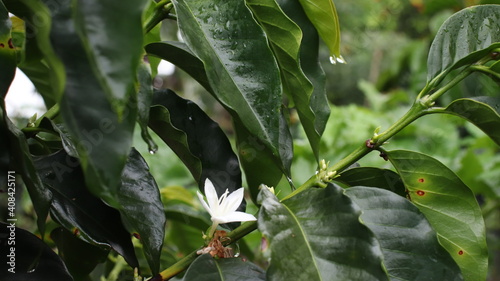 Hojas y flor de café castilla