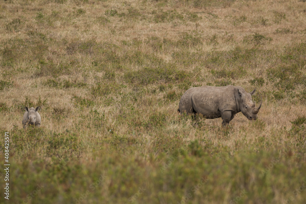 rhino mother with calf in the open savannah