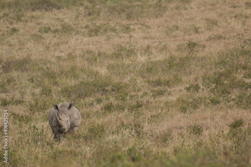 rhino mother with calf in the open savannah