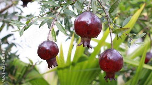 Fruta de granada roja, que aparece en el escudo de Colombia