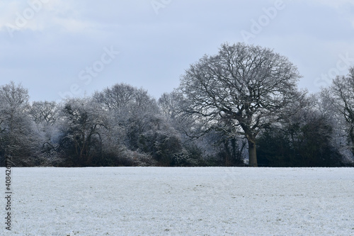 Winter morning landscape with trees in snow, Coventry, England