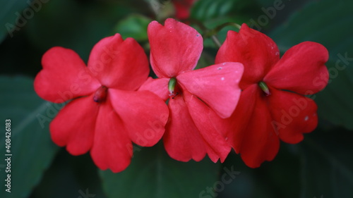 Flor roja de Bella helena: Impatiens balsamina