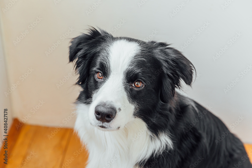 Funny portrait of cute smiling puppy dog border collie indoor. New lovely member of family little dog at home gazing and waiting. Pet care and animals concept. Funny portrait of cute smiling puppy dog border collie indoor. New lovely member of family little dog at home gazing and waiting. Pet care and animals concept.