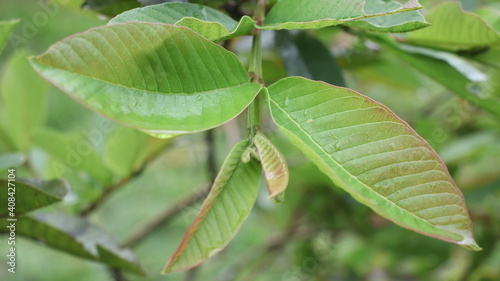 Hoja de cultivo de guayaba, hoja medicinal