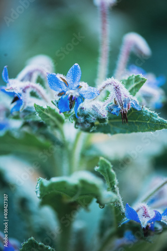 Borage in Winter