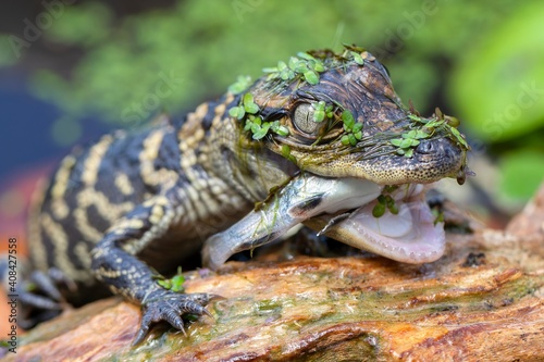 Cute Baby Alligator Eating Fish in Swamp