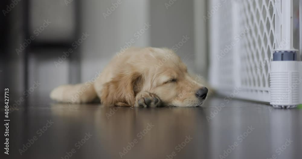 Golden Retriever Puppy Sleeping on Stomach Opens Eye. a golden