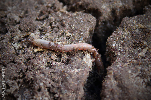 Earthworm crawling on the soil. Close-up. Selective focus. Background.