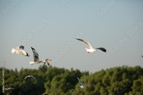 Seagulls from Siberia are flying  on the sky above the sea © chalongrat