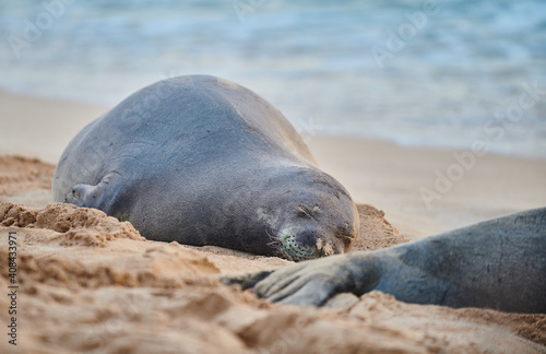 Hawaiian Monk Seal Sleeping on a Sandy Beach in Hawaii. © Ray