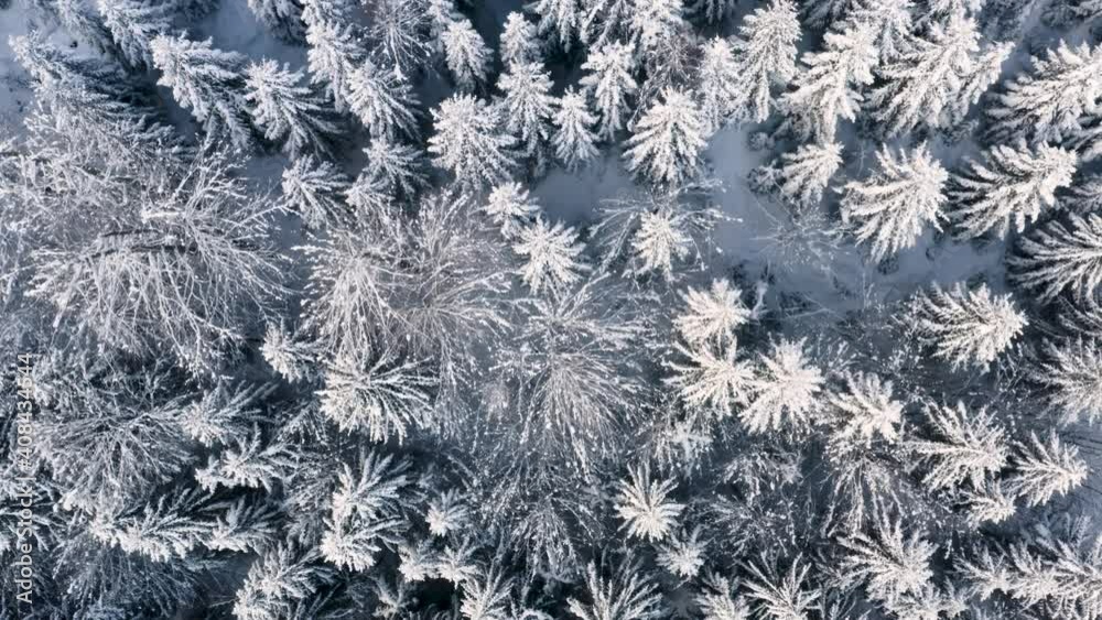 Frozen coniferous forest treetops under snow,winter,overhead,Czechia. Frozen coniferous forest treetops under snow,winter,overhead,Czechia.