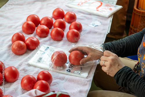 トマトの出荷作業