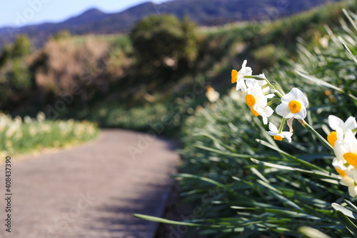Wallpaper Mural 水仙の花と道 Torontodigital.ca