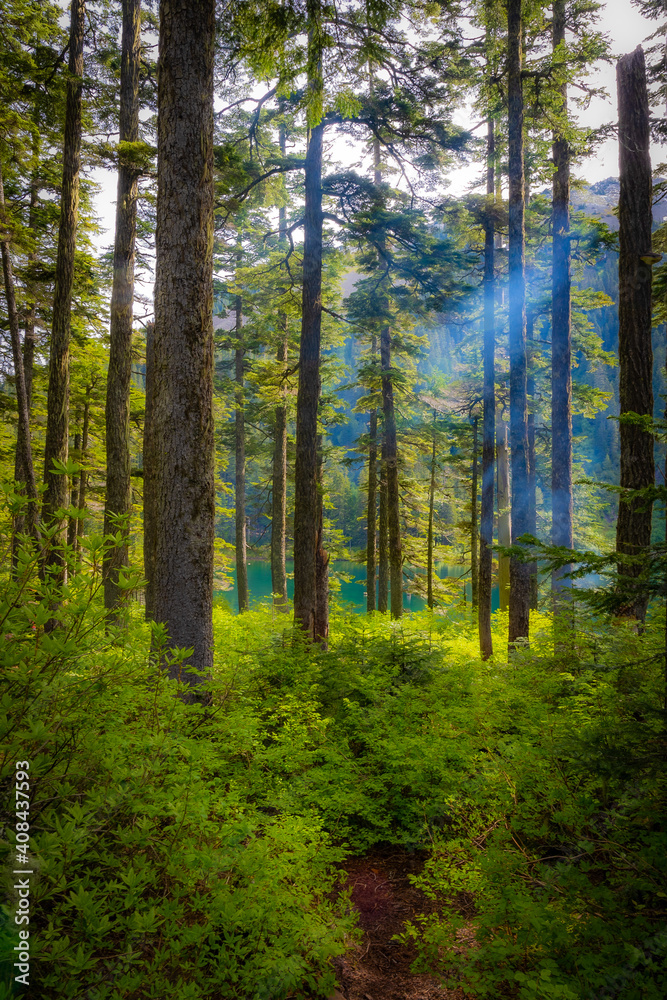 Annette Lake Forest (Washington, USA)