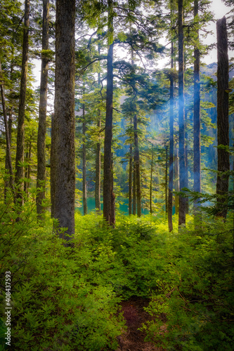 Annette Lake Forest (Washington, USA) © Minner Photography
