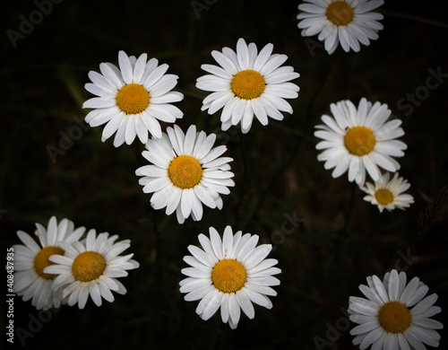 Daisies