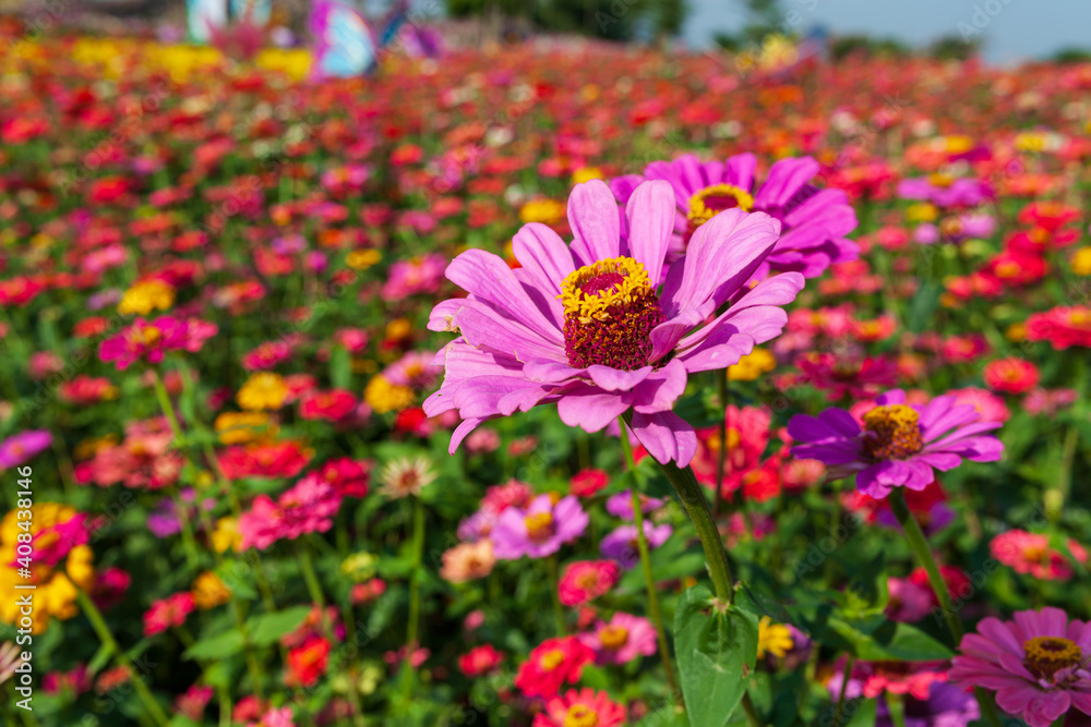 Beautiful Colorful flower background,Beautiful Garden. Beautiful Colorful flower background,Beautiful Garden.