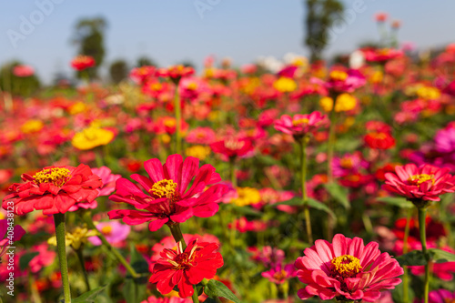 Beautiful Colorful flower background，Beautiful Garden.