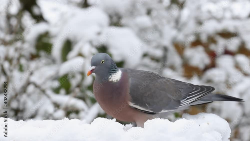 Woodpigeon Columba palumbusow feeding on snow covered bird table in the UK. Woodpigeon Columba palumbusow feeding on snow covered bird table in the UK.