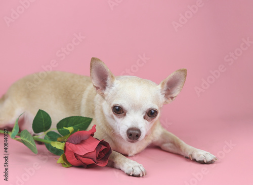 brown Chihuahua dog  looking at camera and lying down by red rose on pink background. Cute  pets  and Valentine's day concept