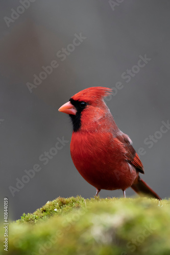 Northern Cardinal © Brian