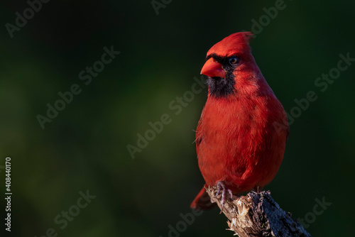 Fotobehang Northern Cardinal