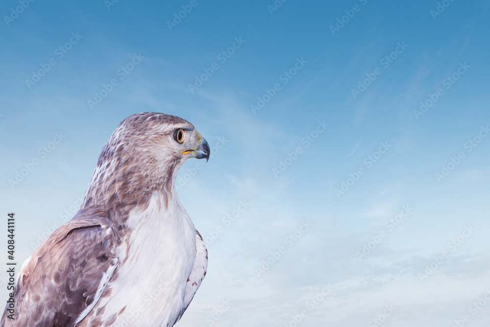 Fototapeta premium Wild bird of prey red tailed hawk looking into the blue sky