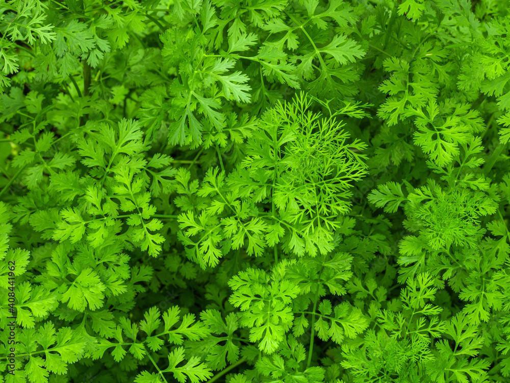 nature green leaves background of thai coriander vegetable a plant of parsley family are planting in organic farm for healthy food ingredient and delicate fragrance as aromatic herb nature green leaves background of thai coriander vegetable a plant of parsley family are planting in organic farm for healthy food ingredient and delicate fragrance as aromatic herb