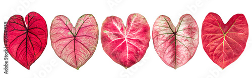 isolated red caladium leaves with clipping path on white background banner style by closeup of vivid pink heart-shaped leaf a tropical leafy potted plant for graphic and valentine theme design photo