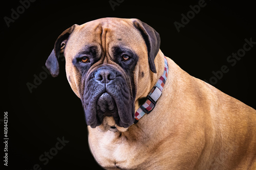 2021-01-25 CLOSE UP PORTRAIT OF A BULLMASTIFF WITH DISTINCT EYES