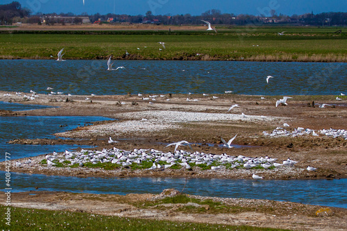 Brandseeschwalben-Kolonie, Vogelschutzgebiet Ottersaat, Texel photo