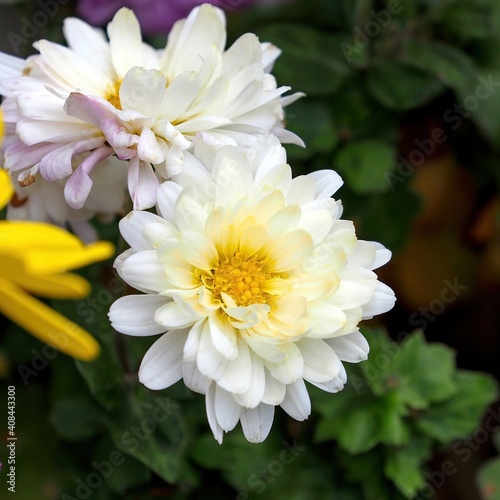 満開の白い花のアップ写真 © Scott Mirror